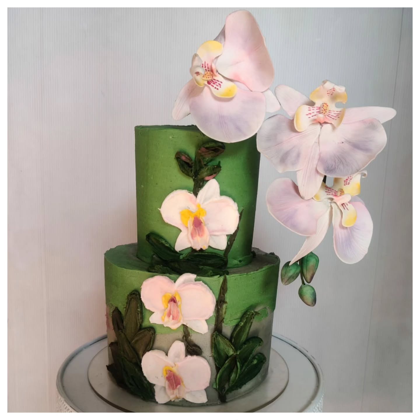 Buttercream Moth Orchid